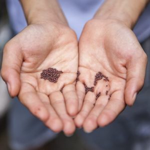 Man showing mustard seeds in his hands.