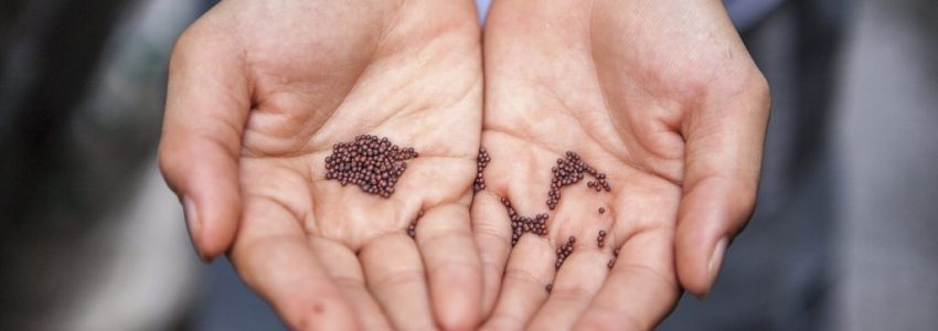 Man showing mustard seeds in his hands.