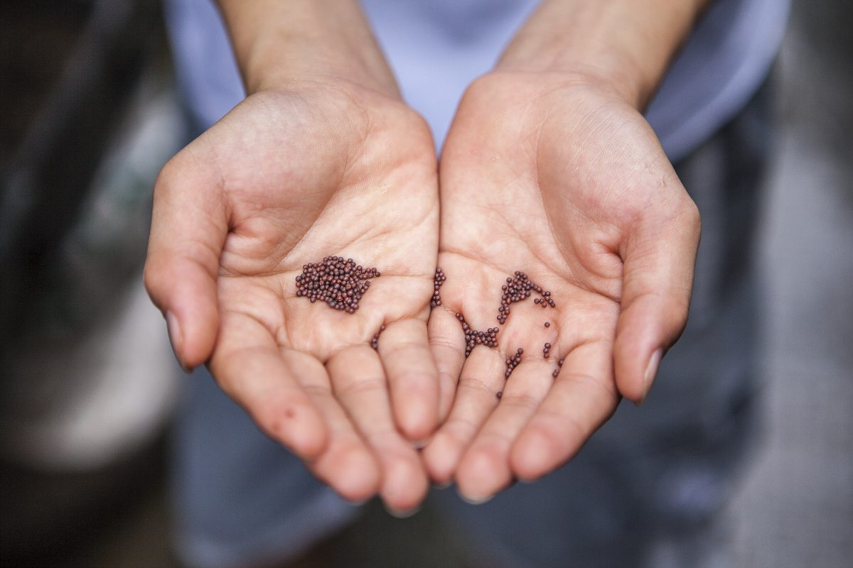 Man showing mustard seeds in his hands.