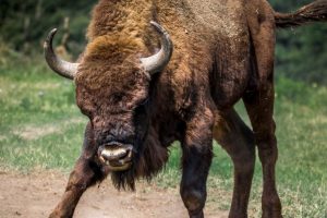 An angry bull about to charge