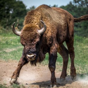 An angry bull about to charge