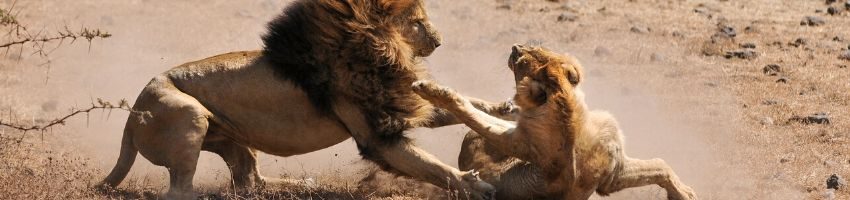 A male lion fighting a female lion.