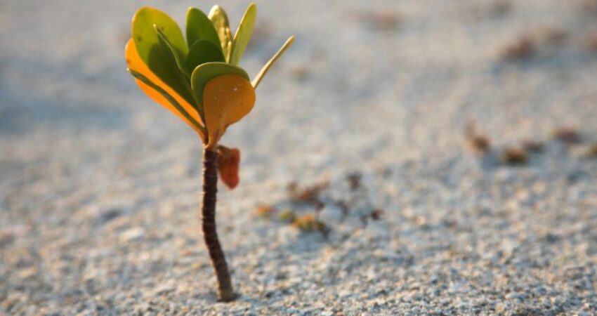 A plant that miraculously appeared in the middle of dry land.