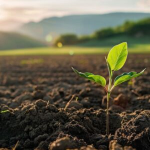 A plant sprouting in a field.