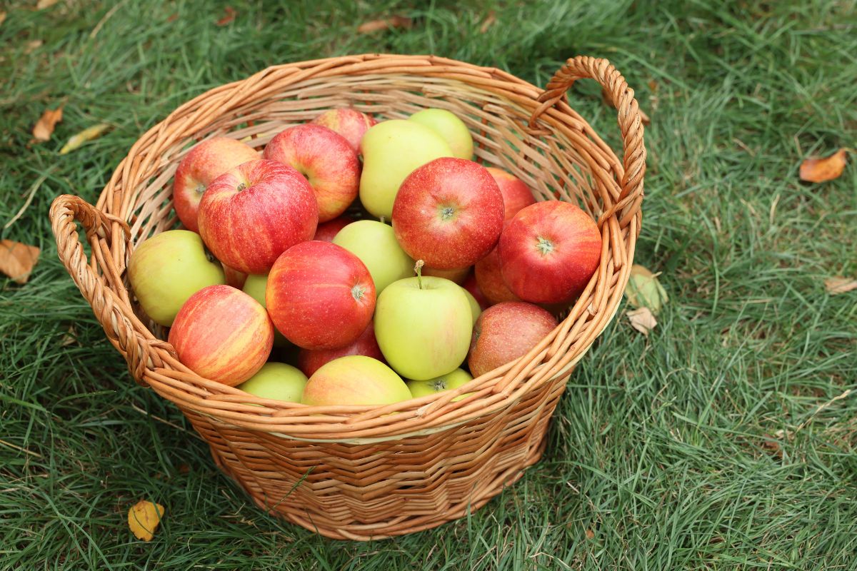 A basket of apples, symbolizing good deeds.