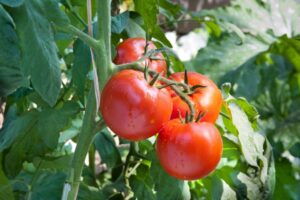 A plant bears fruit from the parable of Jesus.