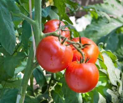 A plant bears fruit from the parable of Jesus.