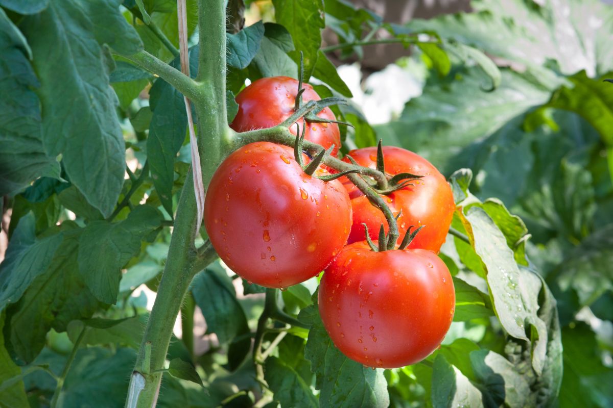 A plant bears fruit from the parable of Jesus.