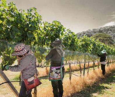 Workers in a vineyard. Collecting the harvest.