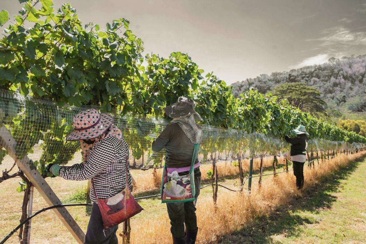 Workers in a vineyard. Collecting the harvest.