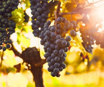 Grapes growing on a vine in a beautiful sunlit vineyard.