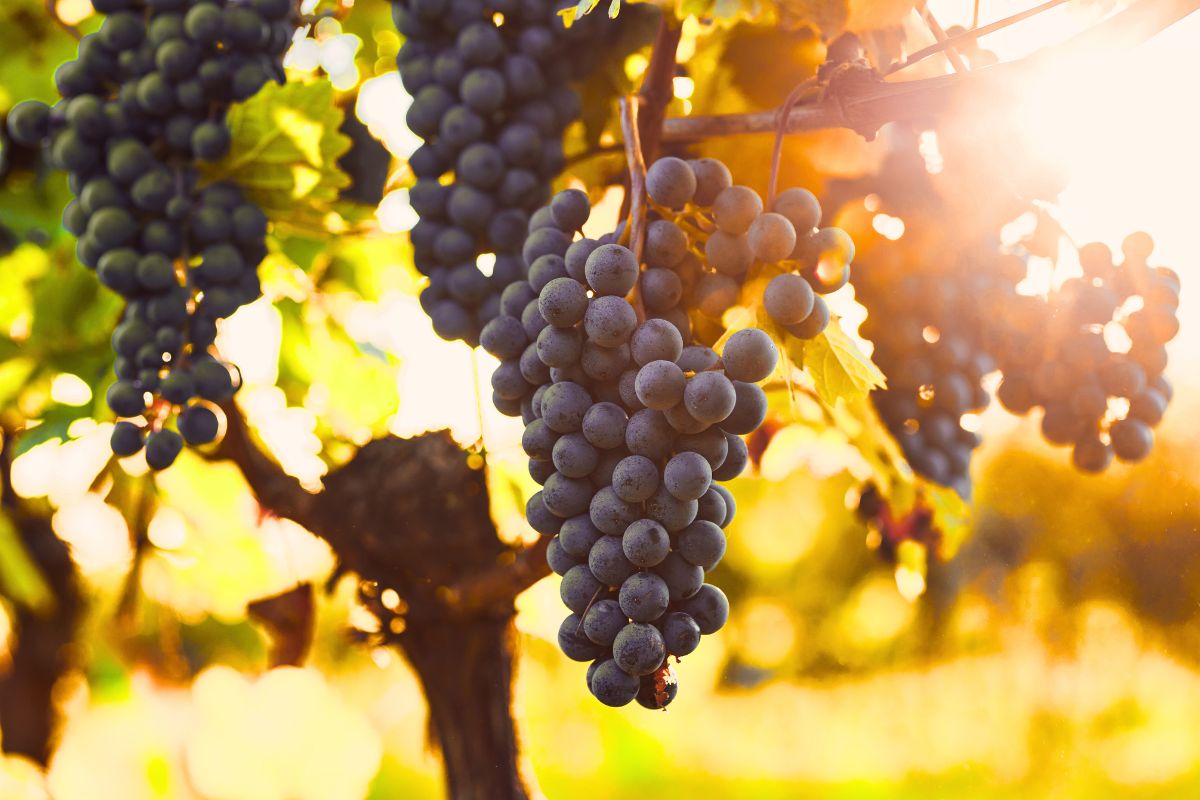 Grapes growing on a vine in a beautiful sunlit vineyard.